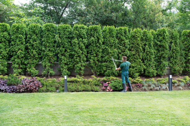 How Our Tree Care Process Works  in Pensacola Station, FL